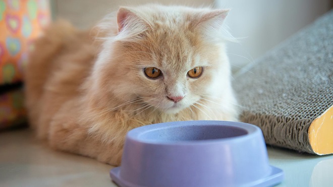 Que le das de comer al gato